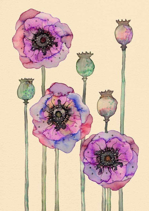 Three open purple-pink poppy blossoms on long stems with four seedheads on stems behind on a cream background 
