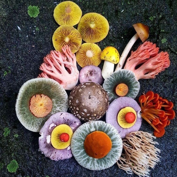 Photograph featuring various fungi in different colours placed together in a group with some on top of others showing contrasts in hues and form