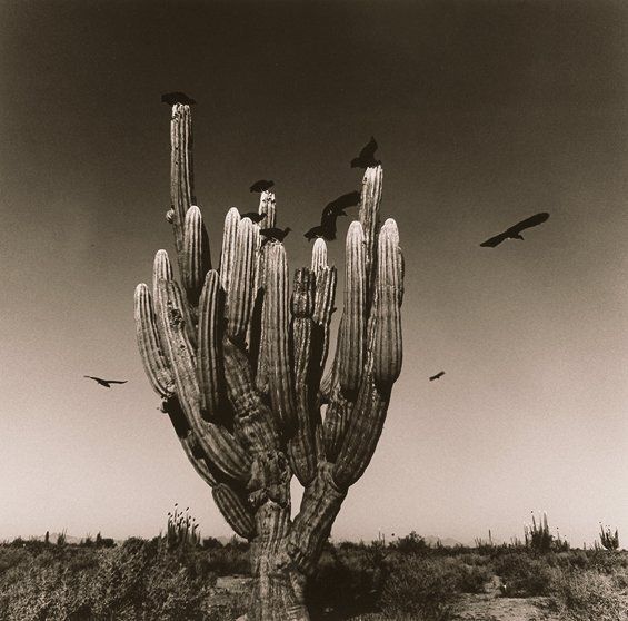 Monochrome photograph featuring a desert scene with central huge cactus with birds flying around it 