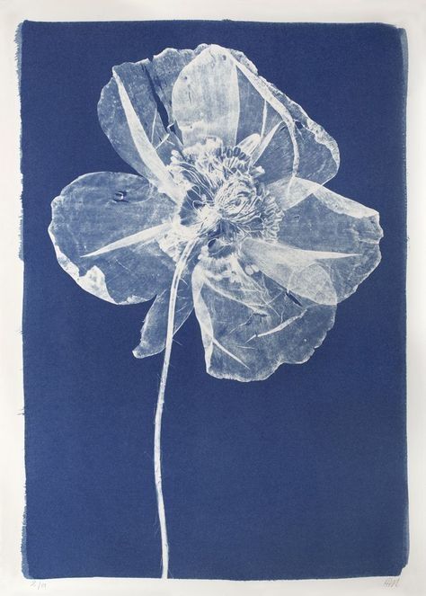 Image of a white poppy blosom with almost transparent petals on a long tin white stalk againsk a deep blue background 