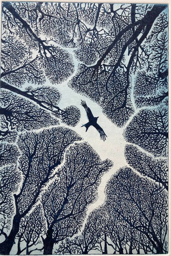 Etching of the silhouette of a bird seen from below flying in tbe sky surrounded by tree tops