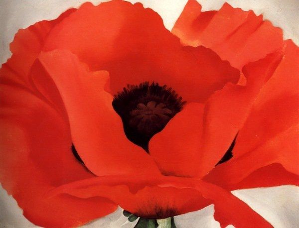 Painting of a close up of an open red poppy with a black centre, all against a white background 