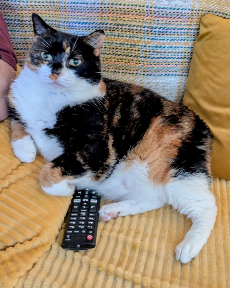 A calico manx cat on a yellow cushion. She's looking directly at the camera and is half sitting on a remote control 