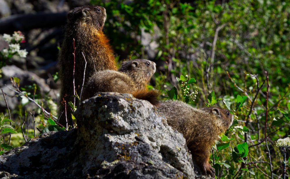 Three marmots sit on a rocky outcrop, surrounded by green foliage and flowers, basking in the sunlight.