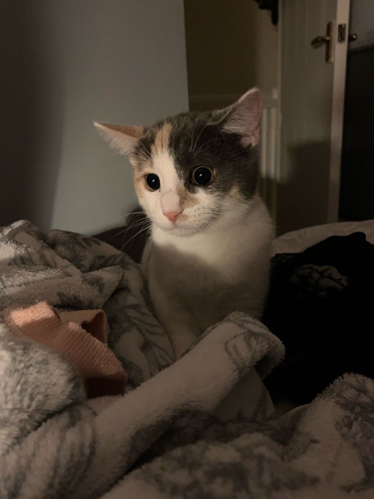 Small white calico cat with widened eyes