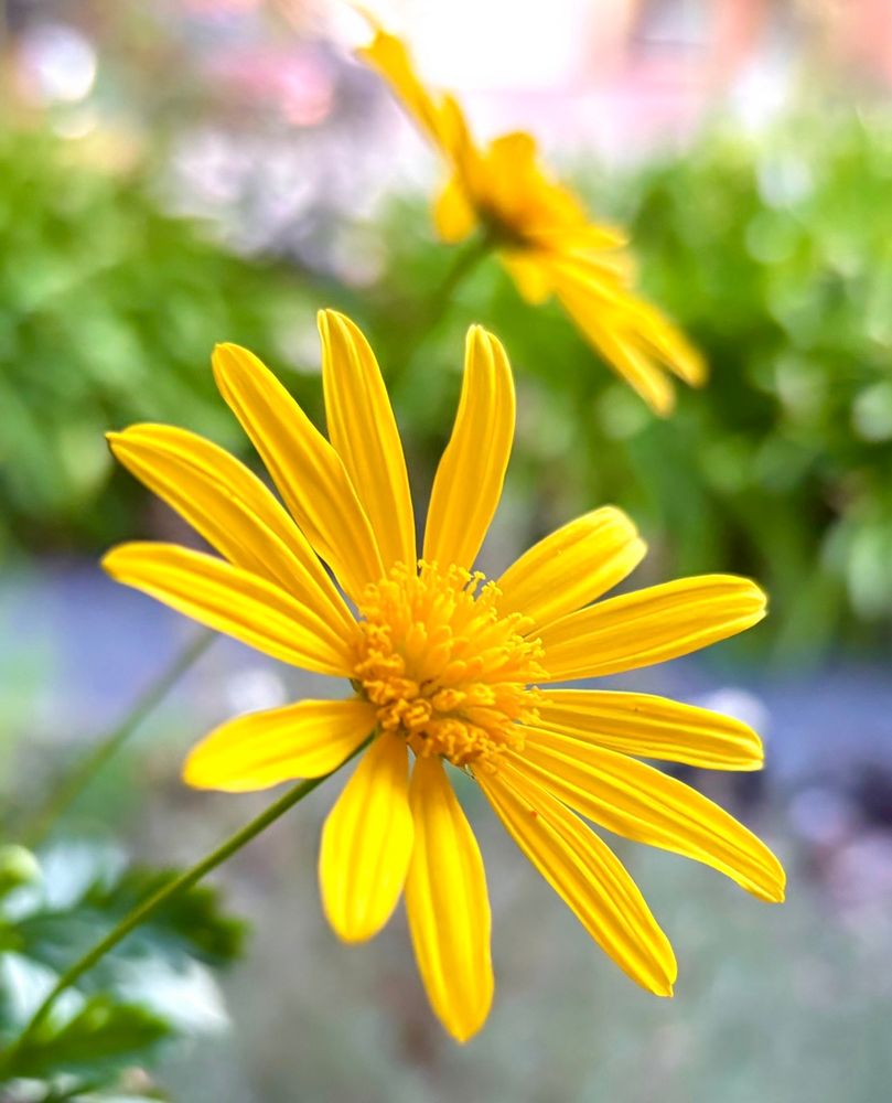 I was in the mood for Yellow 🌝
It’s the end of our week feeling drained and a little ray of sunshine had come into my my world ♥️
My image of an African Daisy one of my favourite flowers due to its sunny nature its ability to bloom for most of the year and the fact that pollinators absolutely love its flowers. 
#ColorADay #YellowThu 
#photography #wild #PhotographersOfBlueSky #Bloomscrolling #EastCoastKin #Australia  