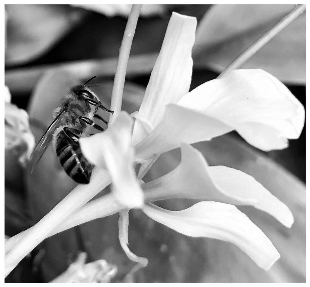 Can’t wait till this side of the world wakes up from its slumber and when all the little guys come out the air comes alive humming as they go about their day & their business. Wishing everyone a wonderful day *Black and white image of a little bee perched upon a Lilly in bloom side profile image of both bee and flower. #BNWMacro #bee #wild #Photograohy #australia #EastCoastKin #PhotographersOfBluesky #shiny #BlueSkyArtShow 