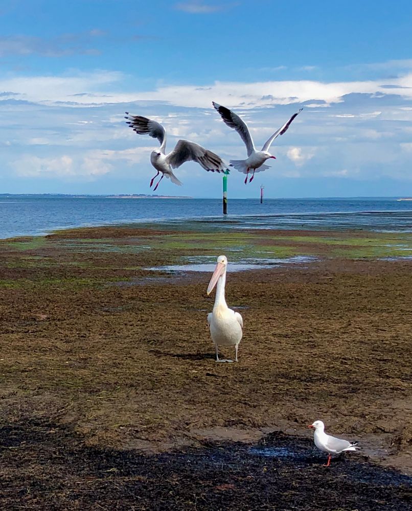 I’m the pelican and those pissy sea gulls are other drivers on the road pissing me off when everyone knows if I’m driving roads should open like the Red Sea 😆 My image of a pelican being dive bombed by pesky sea gulls on the shore of the beach. #BirdOfTheDay #wildlife #photography #PhotographersUnited #PhotographersOfBluesky #PhotoOfTheDay #ArtYear #EastCoastKin #skyline #bird 🪶