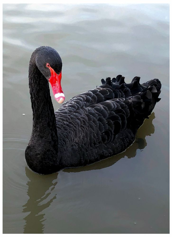 Here’s me #BirdOfTheDay in REGAL side #profile I might add 😒 for all you grubby commoners not quite comprehending that my #Australian bird be the superior birdy… the end full stop period etc etc etc. 👑 Carry on 👑 My close up image of a beautiful red beaked Australian Black Swan floating upon the waters of my local lake m. #Birds 🪶 #wild #nature #EastCoastKin #Photography #PhotographersOfBluesky 