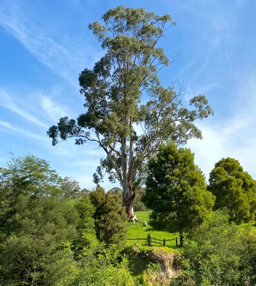 As close as I can get due to fencing but he stands probably over 150 feet tall and is one of the biggest gums I’ve ever seen. Majestic grand and spectacular doesn’t quite cover how beautiful he is 💚 Huge big old Gum Tree set in a lush country Australia bush surround. Beautiful winter green with a bright blue sky above. #wild #landscape #ThickTrunkTuesday #Photography #australia #EastCoastKin #nature 