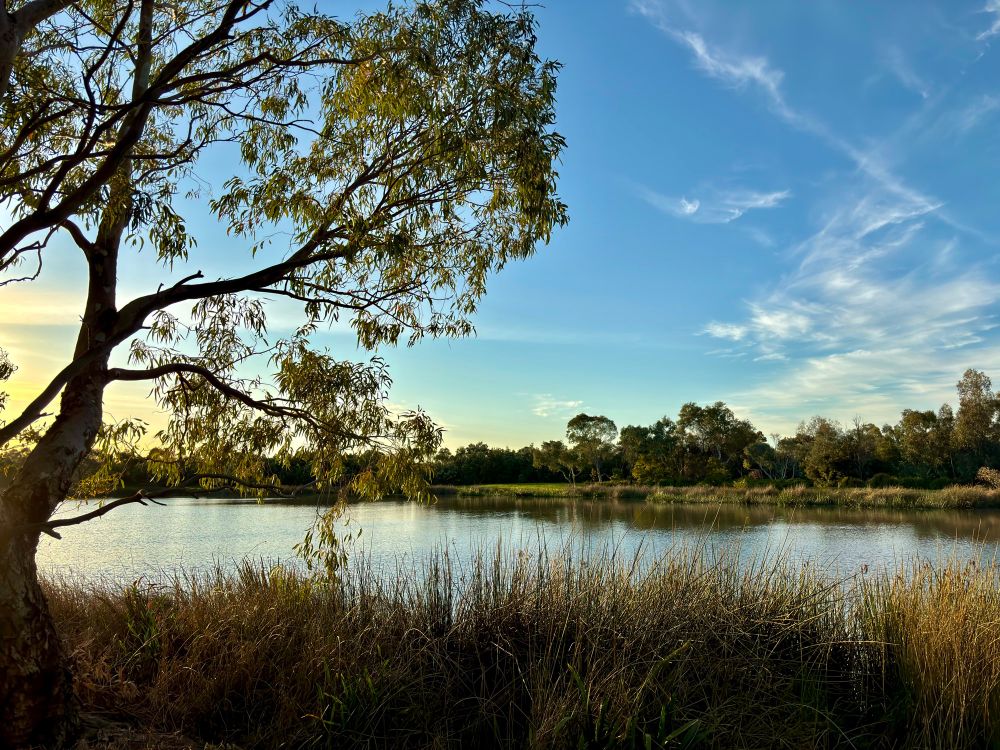 Late today as I was busy getting canvases ready for my next masterpiece 🫟
Take this it’s my sunset it’s pretty and it’s got trees n water what more could a person ask for
♥️
Pretty as a picture 
🖼️
Image of the bushland and surrounding landscape on the lake with the sun setting through a trees reflected upon the water with a very pretty blue sky and wispy white clouds.
#Humpday #Sunset #Sky 
#Photography #Writer #landscape #nature #PhotographersUnited #EastCoastKin #australia