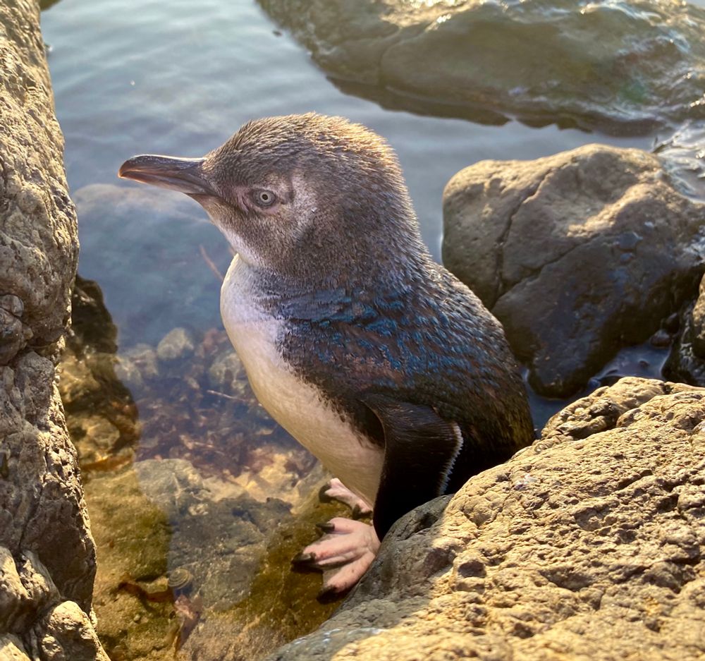 Finally ! 
I’ve got one suitable for Today's #BirdOfTheDay #OnTheRocks
Little baby Fairy Penguin 
found sunbaking and playing in rock pools at SummerLands Beach on Phillip Island Victoria 
#Australia  
#bird 🪶 #wildlife #nature #photography #scape  #PhotographersUnited #nature #Photo #wild #Photography #EastCoastKin 
