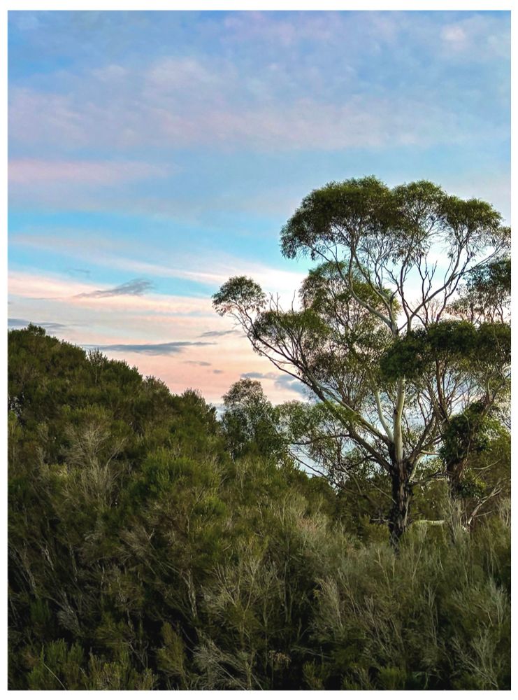 A lifetime of memories contained in the scents of intimate moments.
Moments that only we could identify bonded with laughter sadness or longing.
Memories filled with the rich aromas of our lives. So as I journey through life.
If I cannot recall your face when I close my eyes 
I shall settle for the smell of you.
My Image / My Words
Image of a beautiful old gum tree surrounded by local landscape with the most stunning pink blue and feel streaked sky above.
#poem #photography #words #BlueSky #Australia #poetry #ThickTrunkTuesday #words #landscape #poet #PhotographersUnited #ArtYear #BlueTues #sky