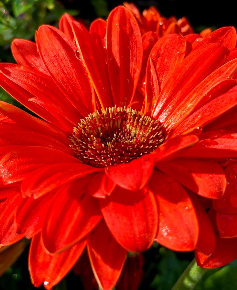 Just a little colour.
Wishing everyone an absolutely brilliant day♥️
Up close macro image of a rainy red Gerbera.  
#Photo #Australia #Summer #Photography #Red
#EastCoastKin #macro
#BlueSky #flower #ArtYear #Bloomscrolling #life 