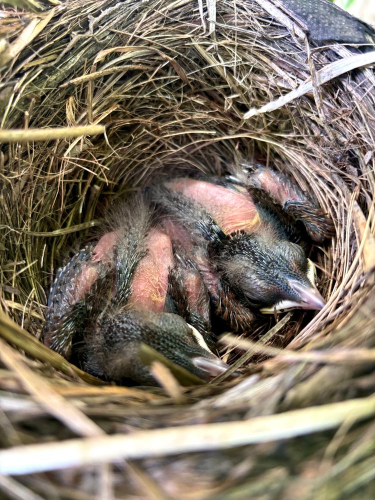 Bubby update ! 
They are beginning to get floofy feathers.
It’s been quite a week
not my daughter standing guard outside waving her arms at Indian Minor birds attempting to steal them from their nest.
They are so invasive
they kill all the baby birds😭
Image of the two baby birds in my backyard nest thriving as they continue to grow.
#Birds 🪶 #Australia #wild #Photography #EastCostKin #BlueSky #Scape #PhotographersUnited 