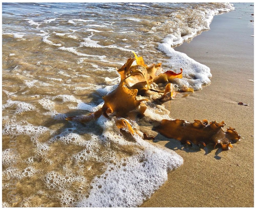 Backward glances
shuddering sighs
Erasing footsteps
sad goodbyes.
Fading moments
soften with age.
Blurred memories
turning page.
Time slows
skies of blue.
Each of my 
passing days.
Begin 
and end.
With thoughts
of you.
My image MyWords.
Image of a large piece of kelp washed up on the beach laying within the foam of the waves edge.
#vss365 #story #timed #poem #Australia #poetry #EastCoastKin #Photography #BlueSky #Artist #Art #PhotographersUnited 