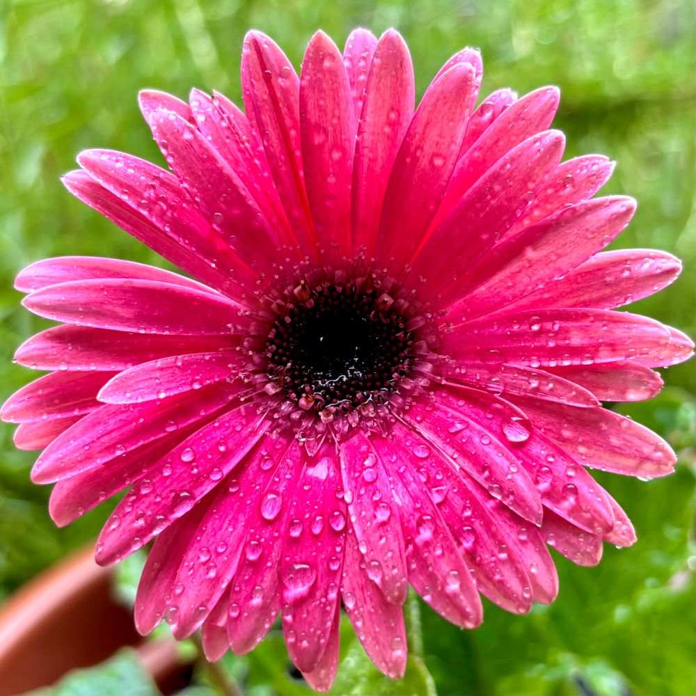 It rained ! 
It’s desperately needed so you won’t hear any complaints from me.
The more it rains the less chance there it that summer will bring bush fires along with its hot winds.
Besides it soothes my melancholy soul.
My daughters🌸 
*Barbeton Daisy / Gerbera Daisy.
Image of a very wet bright pink large daisy that lives in my front garden. 
#PinkMon #Photography
#Australia #macro #BlueSky #BloomScrolling #flower #PhotographersUnited #Pink #EastCoastKin 