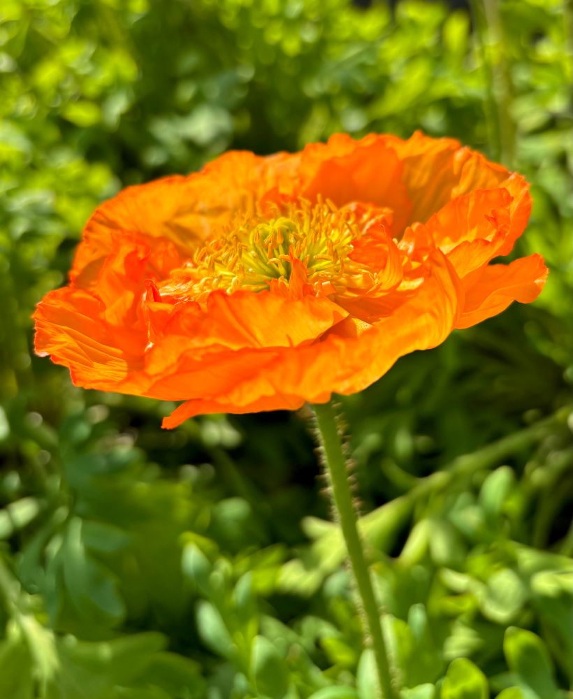 We are currently on our last day of winter here in #Australia With the week ahead predicting warmer Spring days. I can’t wait for all the flowers to burst into bloom and my days to change from grey to colour. *Artic Poppy. Image of a bright orange poppy. #ColorADay #OrangeSun #BloomScrolling #Photography #EastCoastKin 