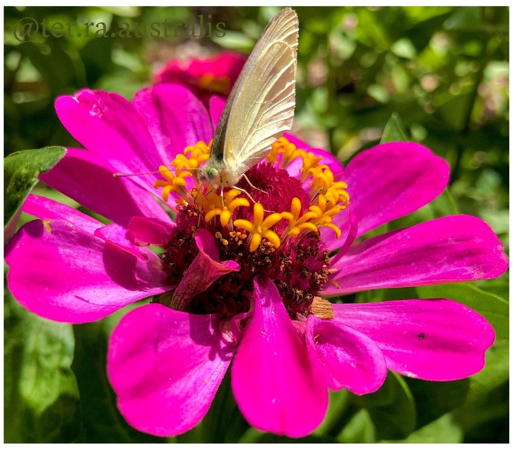 Had to go back to come forward because Winter blooms are about but none so bright as the pinks needed to qualify for #ColorADay
Hope you like my butterfly and before I get messages saying he isn’t I’m well aware of that.
I refuse to call him a moth.
My macro image of a bright Pink Zinnia with a small cabbage moth sitting upon the bloom.
#PinkMon #Photography #BloomScrolling #australia #EastCoastKin #flowers #PhotographersOfBlueSky