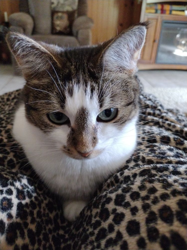 a photo of the most adorable tabby cat you've ever seen snuggled up in a leopard print blanket she looks like she's having really deep thoughts before she is ready to lay her head down and sleep.