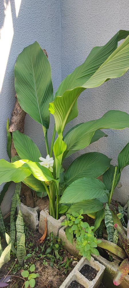 Foto do meu pé de açafrão. Ele tem um pouco mais de um metro de altura, folhas longas e de um verde intenso. Ele está em um canteiro feito com blocos de concreto. No canteiro há diferentes plantas, como manjericão, espada de santa bárbara e ervas daninhas.