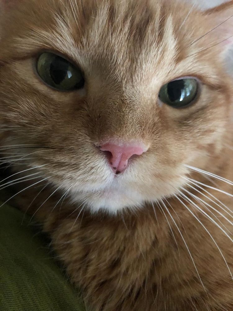 Close-up of ginger tabby named Corona