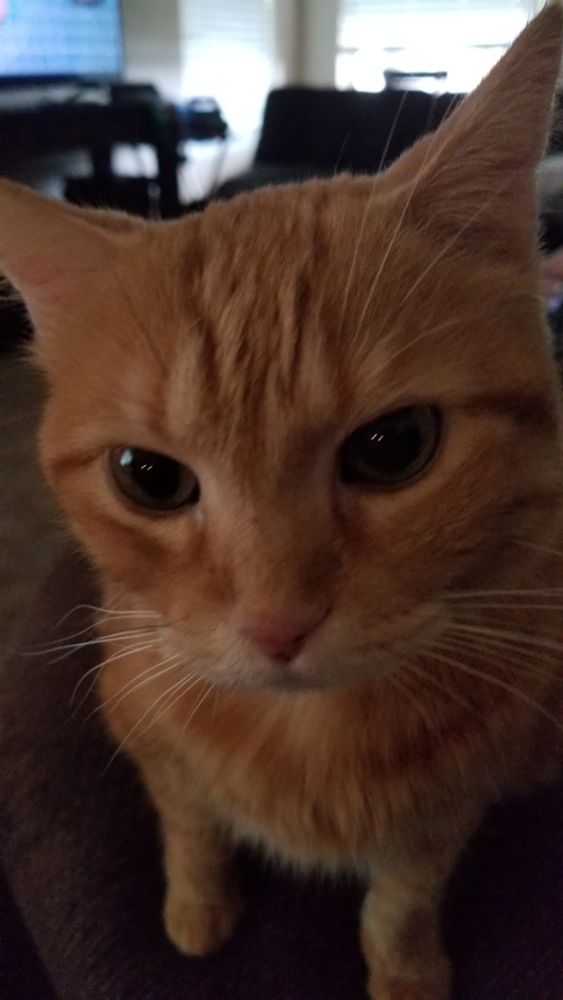 A close-up of the face of an orange tabby cat. Corona just had her 14th birthday, and I watched her birth, first of her litter.