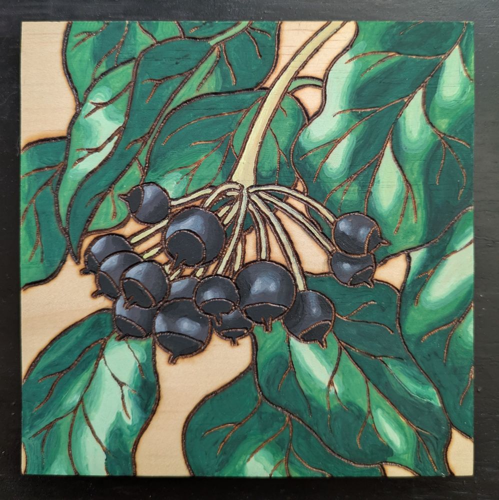 Shiny, dark blue berries on a backdrop of lush green leaves, illustrated with a pyrography pen and watercolor.
