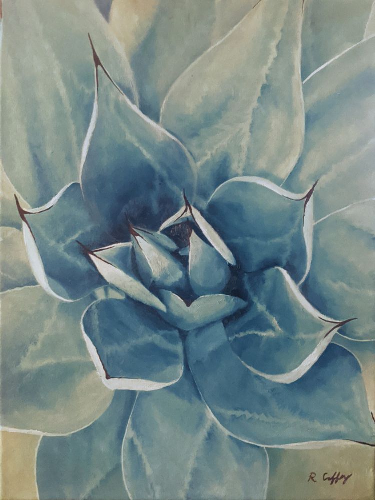This softly blue agave has smooth edges ending in dark spines. The shading is smooth, and you can see the imprints the leaves leave on each other as the plant grows out from the center.