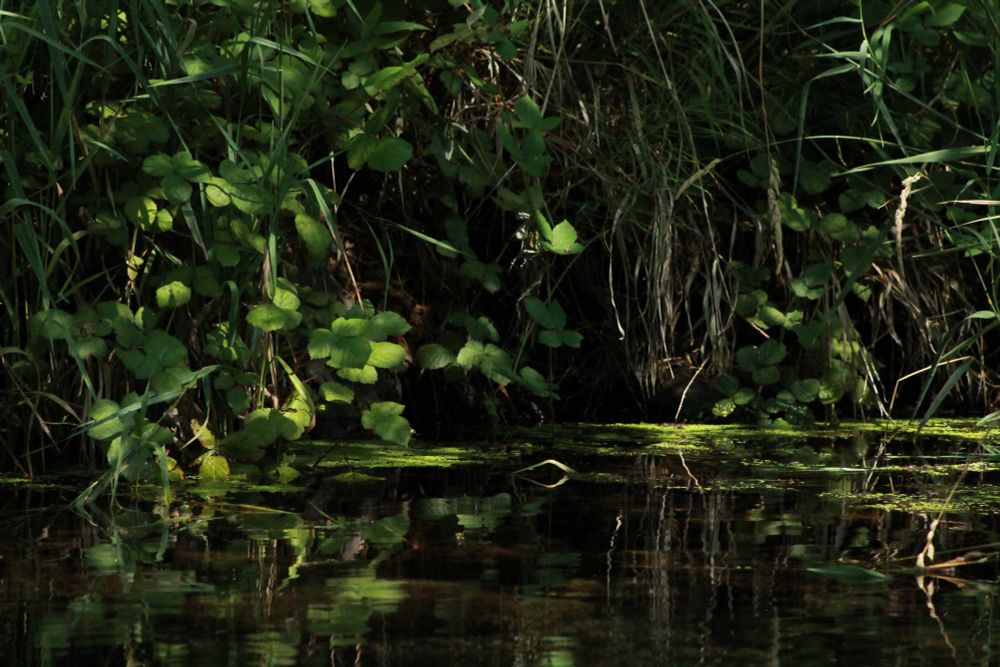 A photo of dimly lit blackberry leaves trailing into a stream. Dappled sunlight makes its way through trees out of the frame to highlight them and some of the plants floating on the stream.