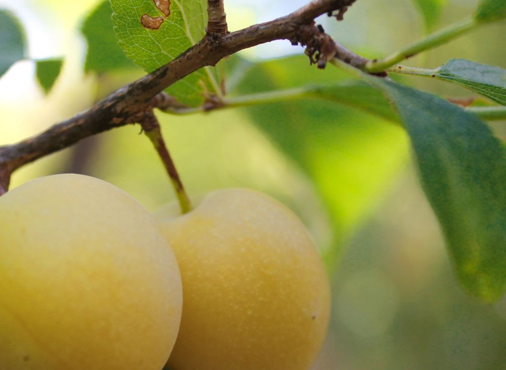 A close-up photo of two yellow fruits (some sort of stone fruit I think) with green leaves in the background.
