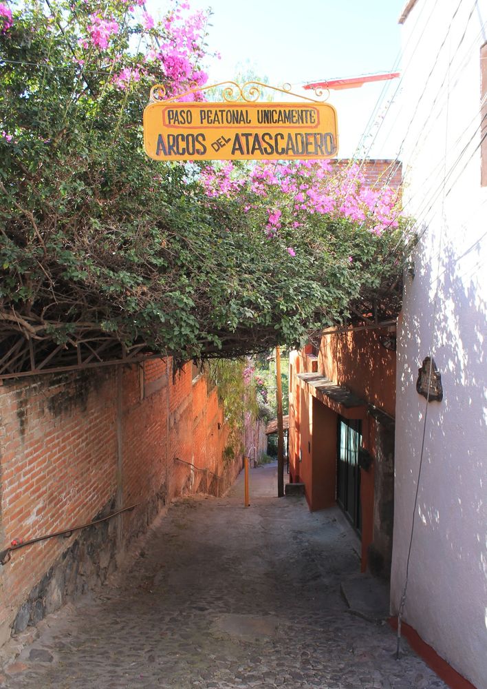 A photo of a narrow, steep alleyway/foot path receding down from the viewer. A large bougainvillea shades the path.