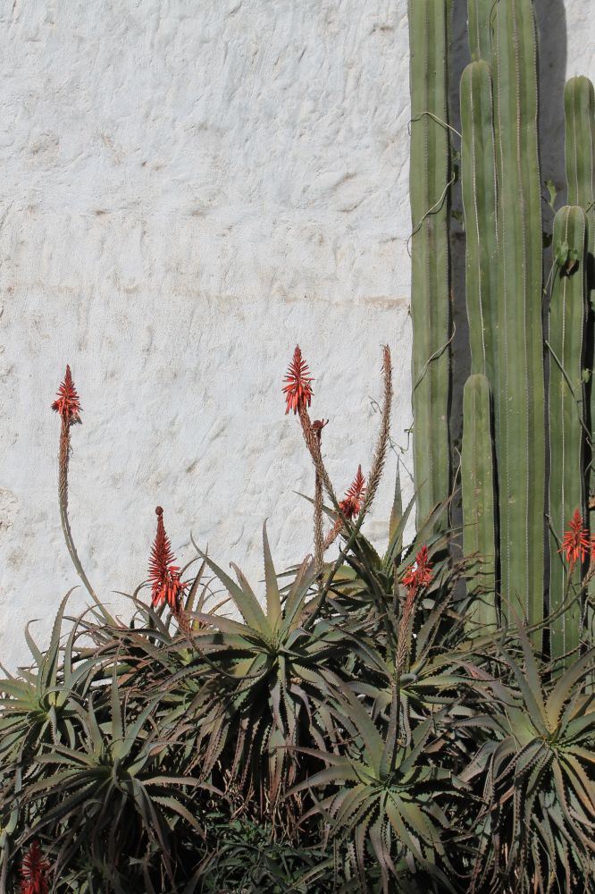A photo of columnar cacti with a cluster of aloes with pink flowers at the base on a white background.