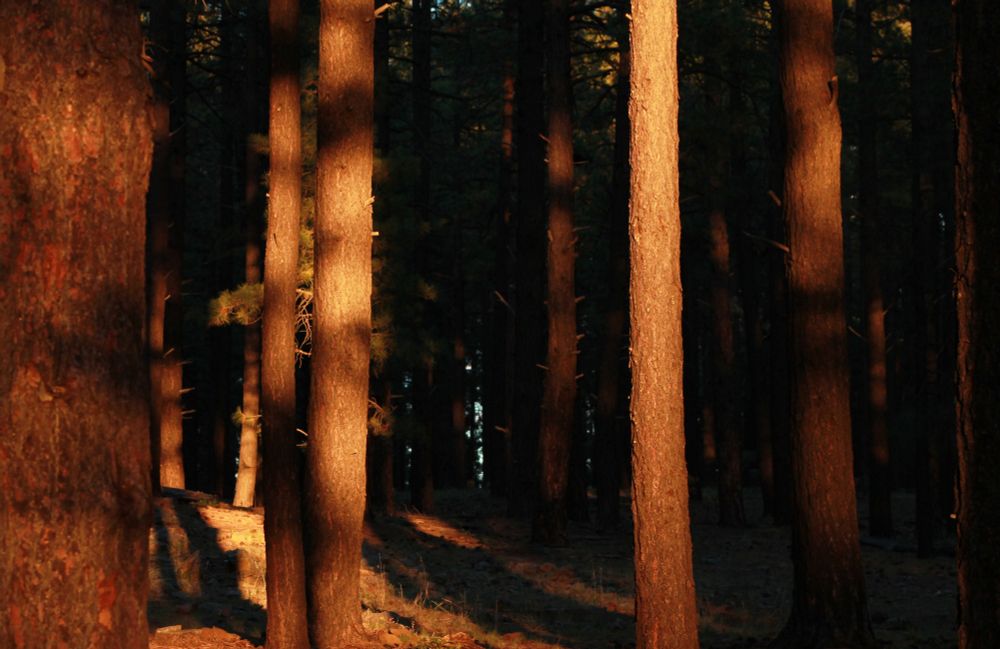 A photo of tree trunks during golden hour, with a warm glow making them seem almost as though they have an inner light.