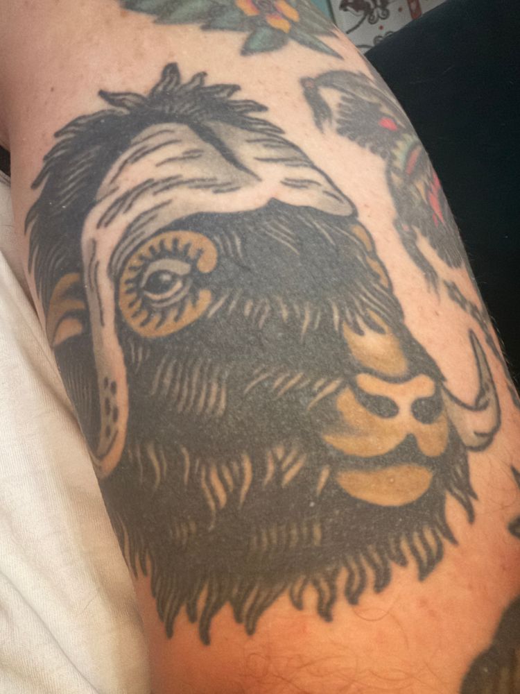 A traditional tattoo of a musk ox done by Kady Willie in Austin, TX