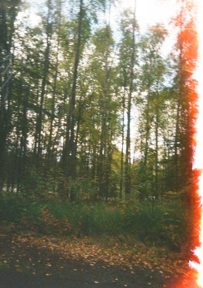 A photo of trees with light bleed coming in from the right hand side. 