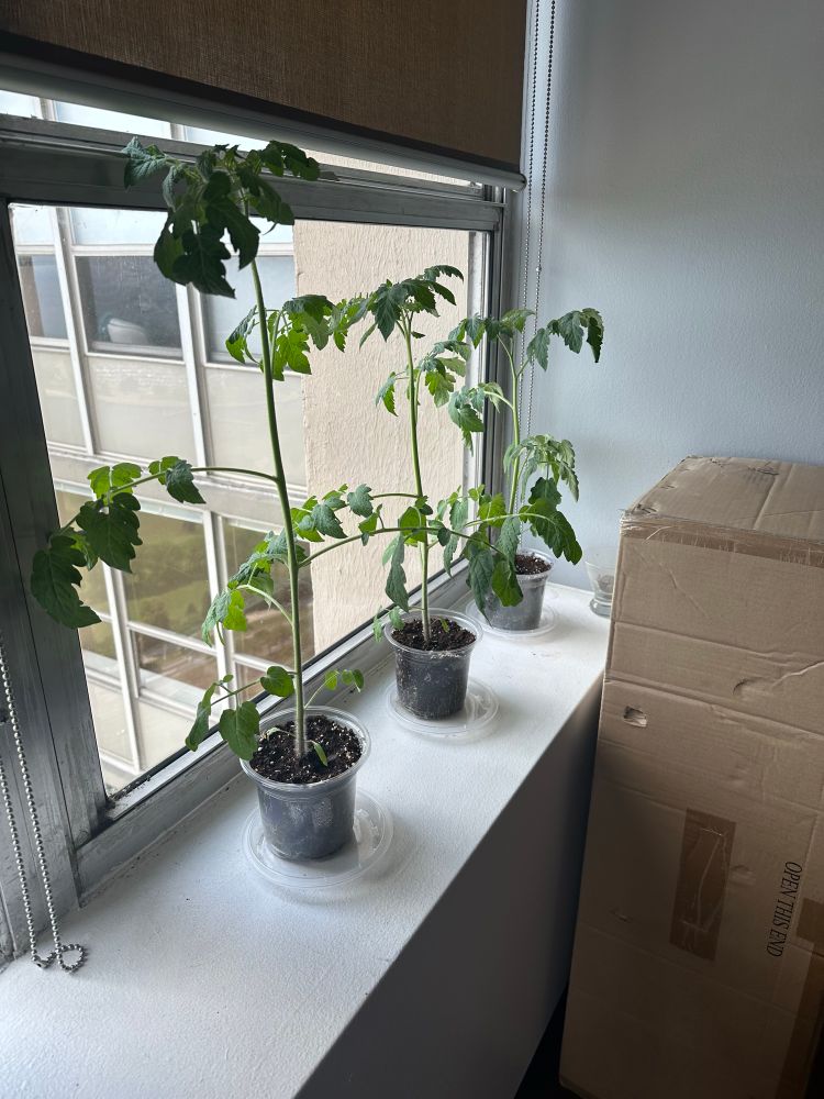 3 cherry tomato plants growing in small planters in a window sill 