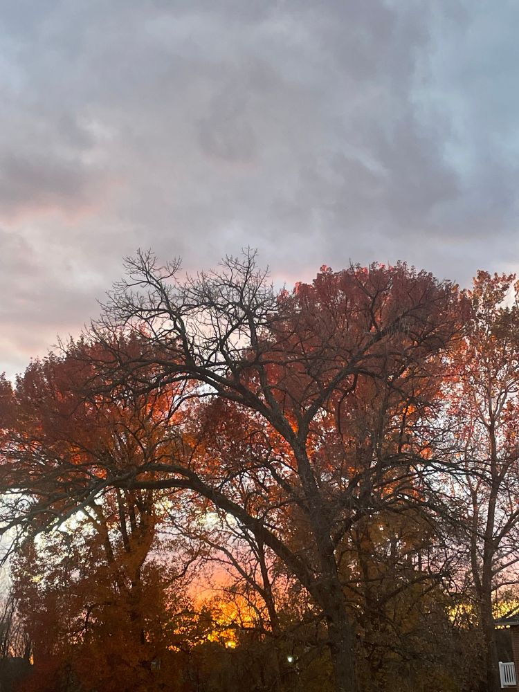 Red leafed trees standing in a field with grey sky’s and red sunlight illuminating their tops 