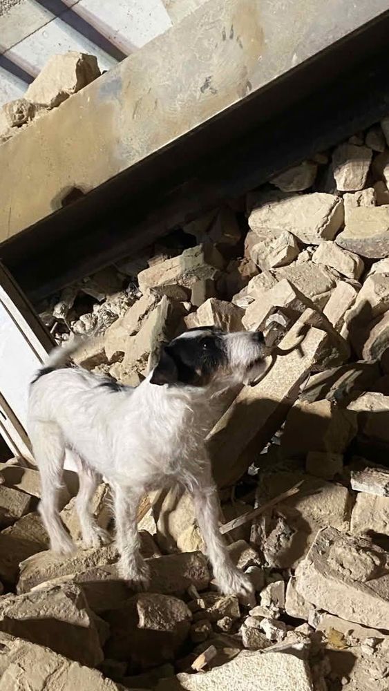 Rettungshund bei der Suche nach Personen