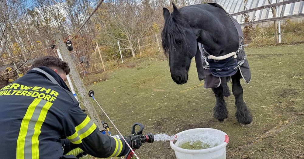 Pferd bekommt Wasser
