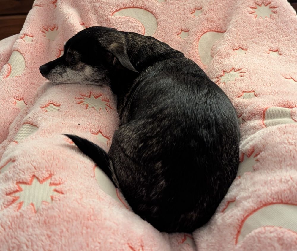 Small dog laying on a blanket over my legs.