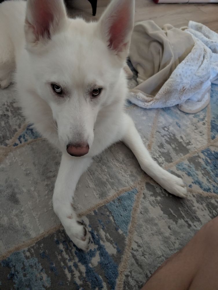 white dog laying down with paws sideways