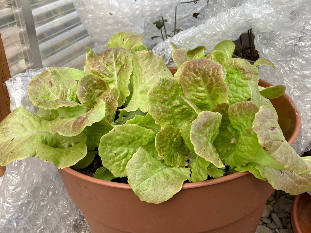 Lettuce started in fall, transplanted to large pot and covered with bubble wrap during coldest stretch of winter, does well in unheated greenhouse. 