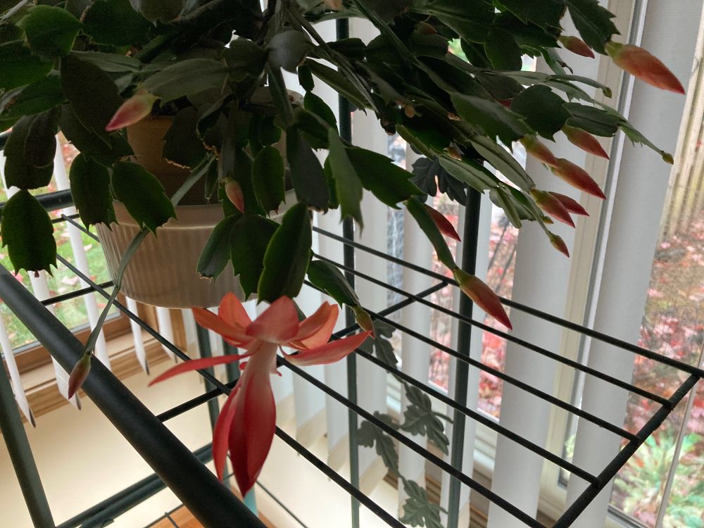 May be…Christmas cactus? Leaves less spiky, medium pink color flowers on long green arching segmented leaves. Dim up on top of rack incorner if room. 