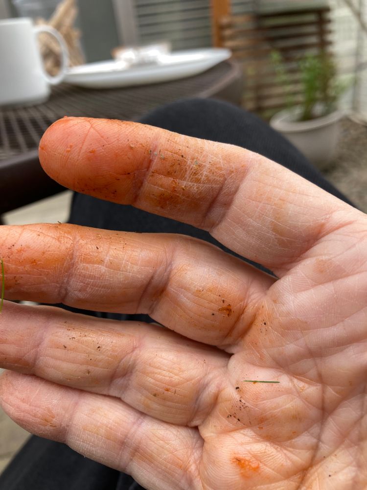 Orange stains from sticky insides of seed pods of asparagus. Messy project! 