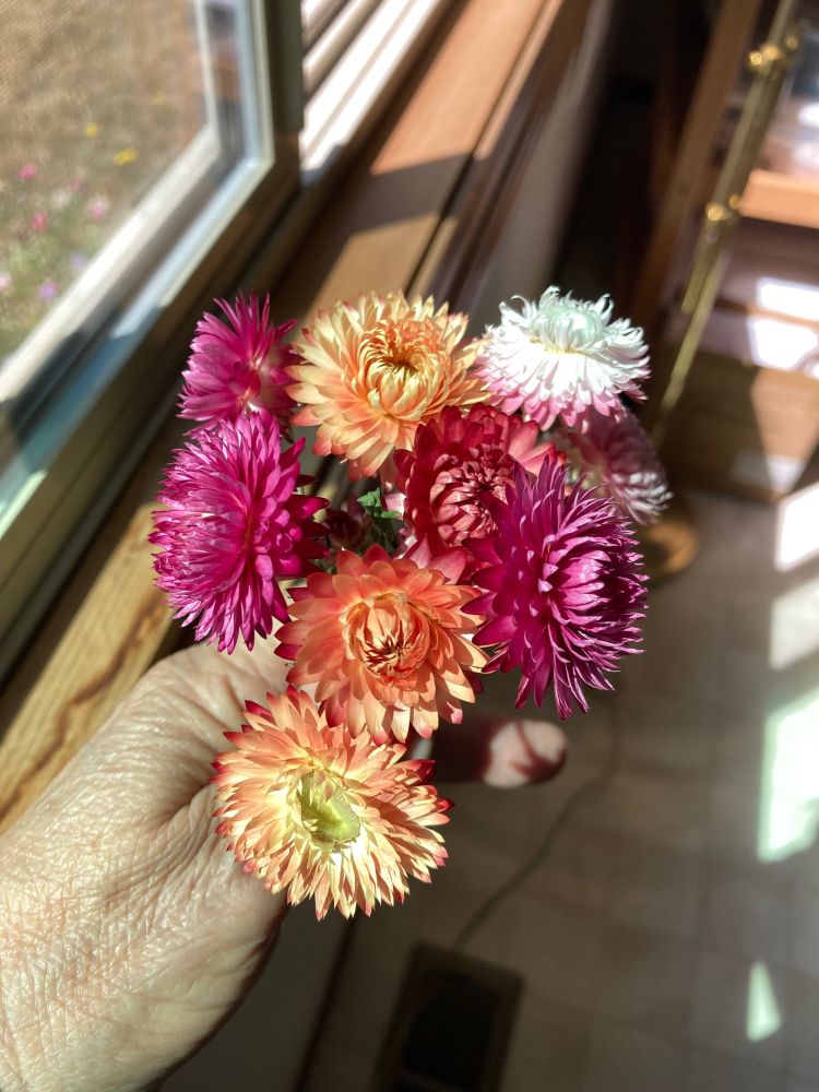 Strawflowers, cut and dried upside down. Golden orange, deep pink, light pink, mum shaped flowers. 