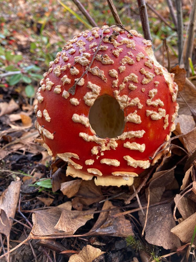 Usually Fantasia-esqe mushroom shaped fungus, but this one’s top became a sphere and somebody chewed holes in it. Rust colored with white spots and several holes