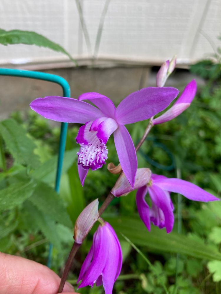 Nickname hardy orchid, purple orchid like flowers with long petals and orchid like throat. Winter hardy down to brief freezes and brief lows of 15 degrees in Oregon, planted next to house