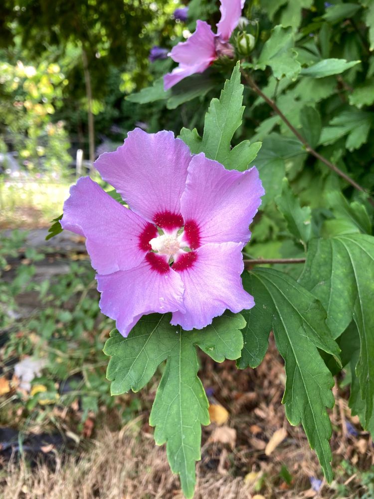 Pink large flower with magenta center