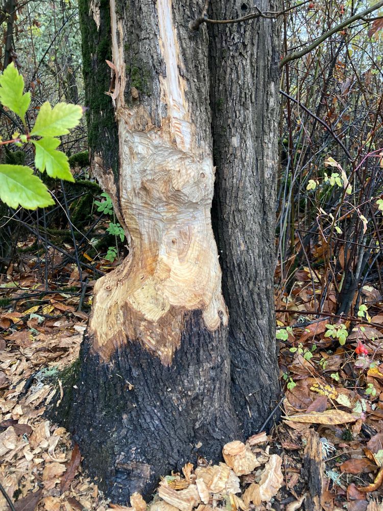 Midsized tree, with big beaver tooth marks where he’s been slowly gnawing it down every night